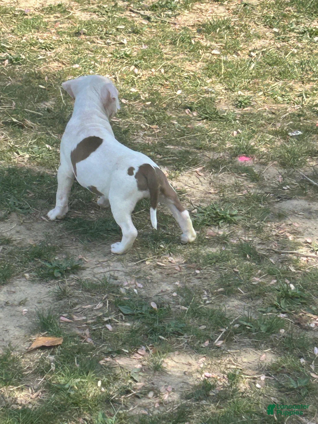 American Bully dogs for sale: American Bully Puppy 9 - Ad 2
