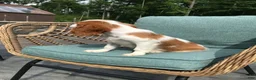 Cavalier King Charles Spaniel dogs for sale: Cavalier King Charles Spaniel 1 - Ad 3