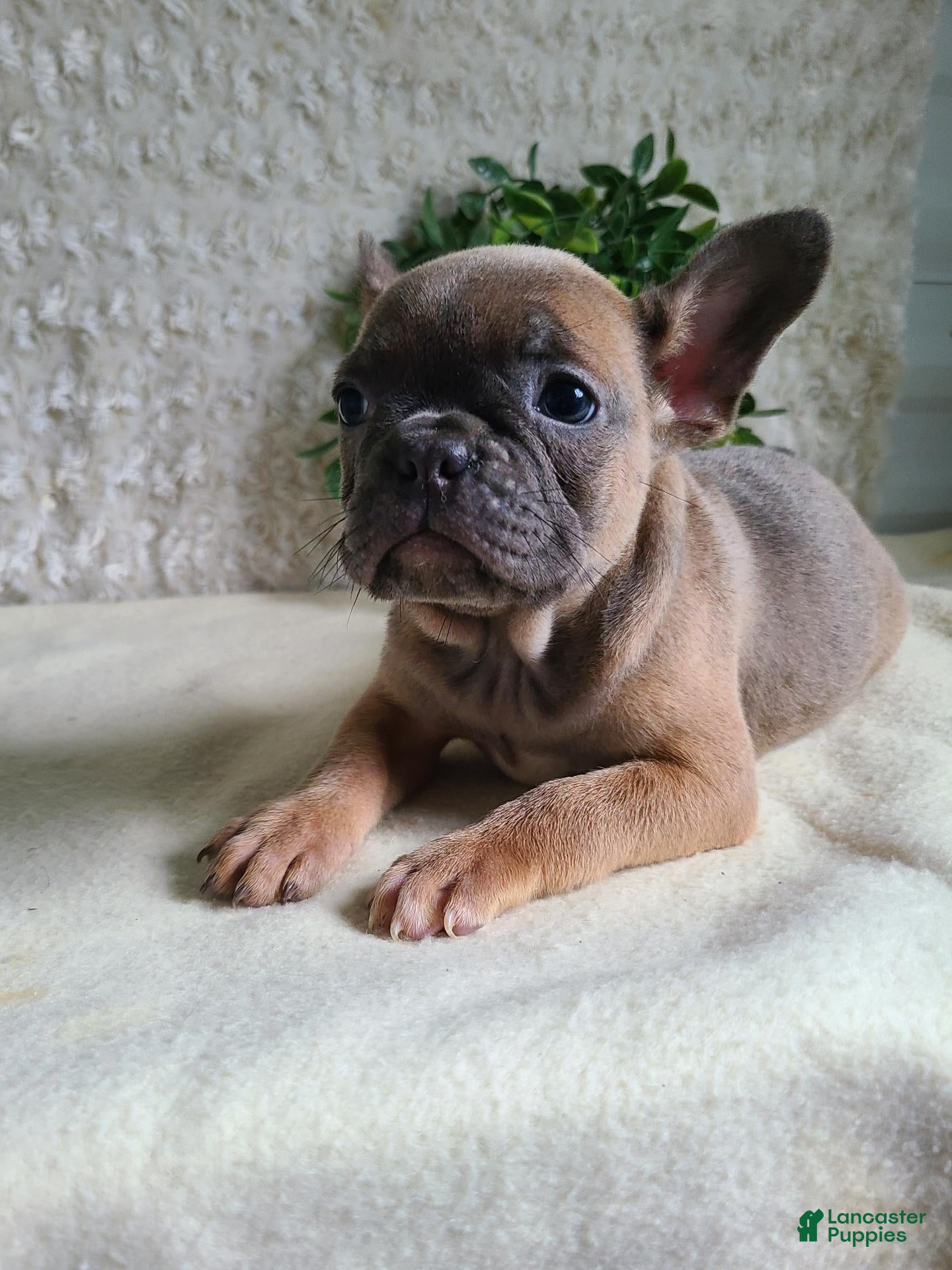 Frenchton dogs Mia - Ad 2