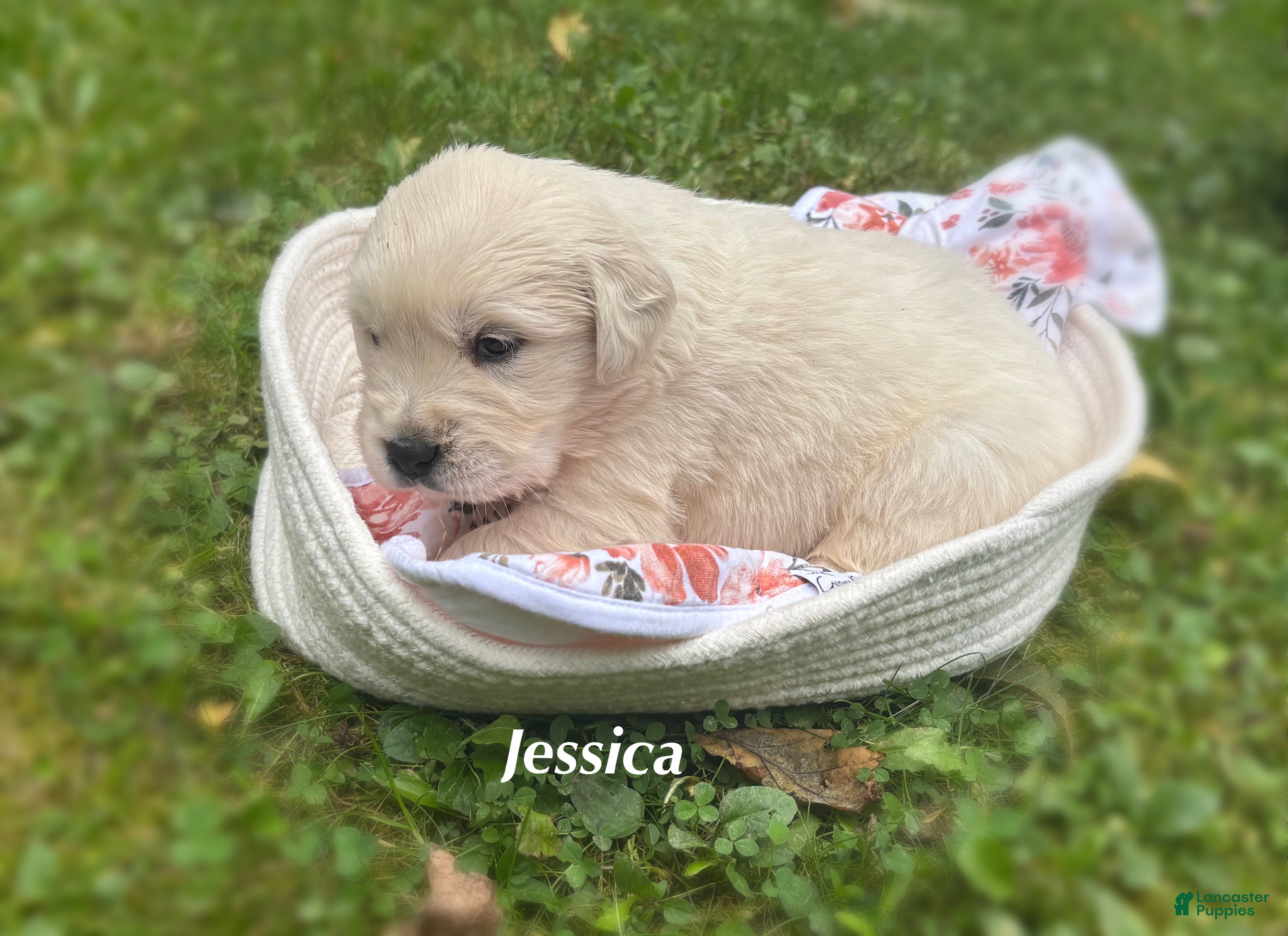 Golden Retriever dogs Jessica  - Ad 8