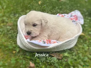 Golden Retriever dogs Jessica - Ad 8