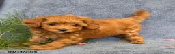 Cavapoo dogs for sale: Tessa - Ad 5