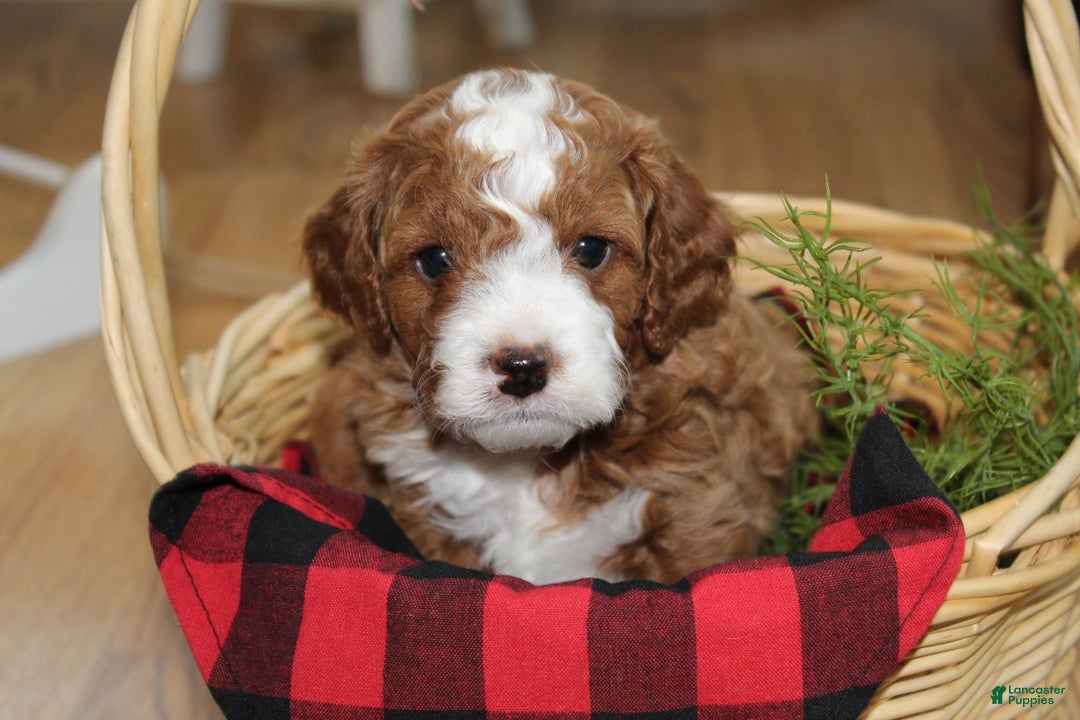 Cavapoo dogs for sale: Tiny Tim - F1B Cavapoo Male - Ad 1