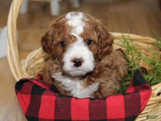 Cavapoo dogs Tiny Tim - F1B Cavapoo Male - Ad 17