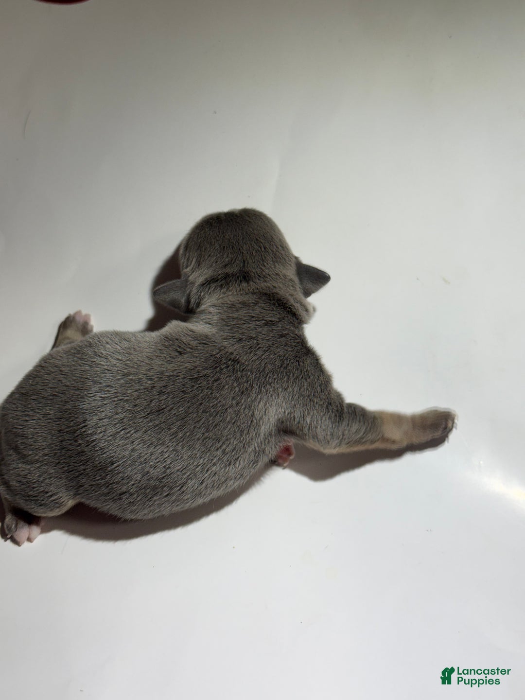 Rat Terrier dogs for sale: Enzo - Ad 2