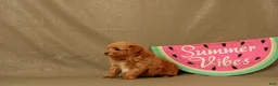 Maltipoo dogs for sale: Clark - Ad 3