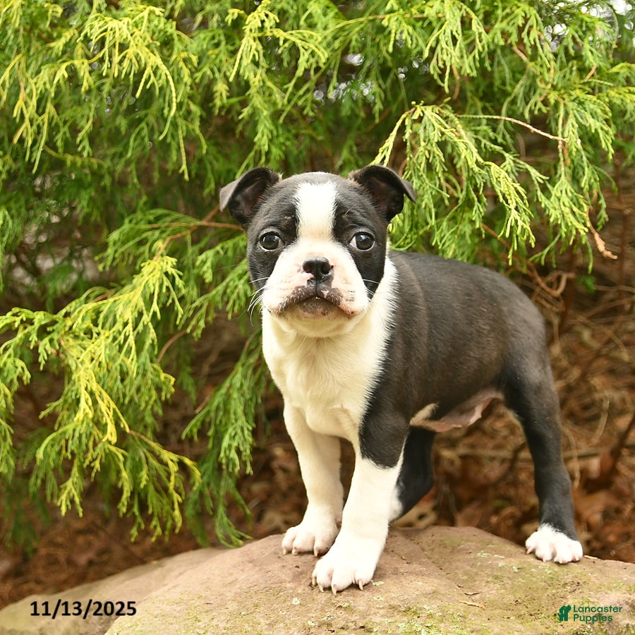 Boston Terrier dogs Juliet  - Ad 25