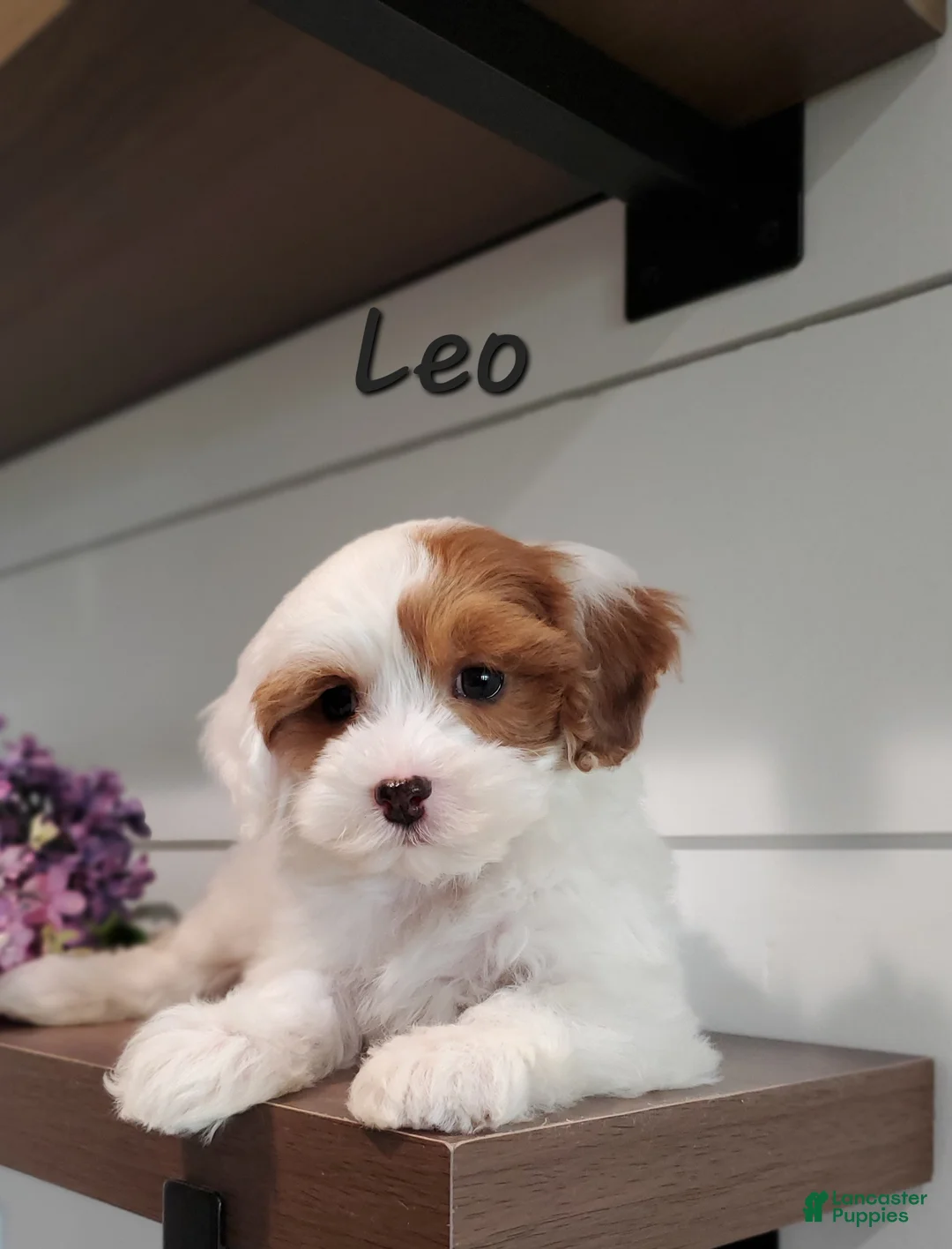 Cavapoo dogs for sale: Leo - Ad 2