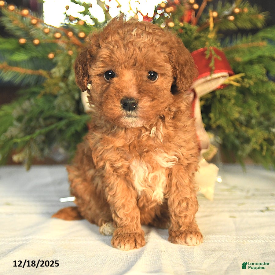 Maltipoo dogs Brianna - Ad 20