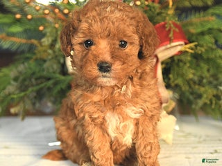 Maltipoo dogs Brianna - Ad 25