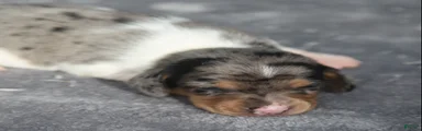 Black and Tan Dapple Piebald Male 