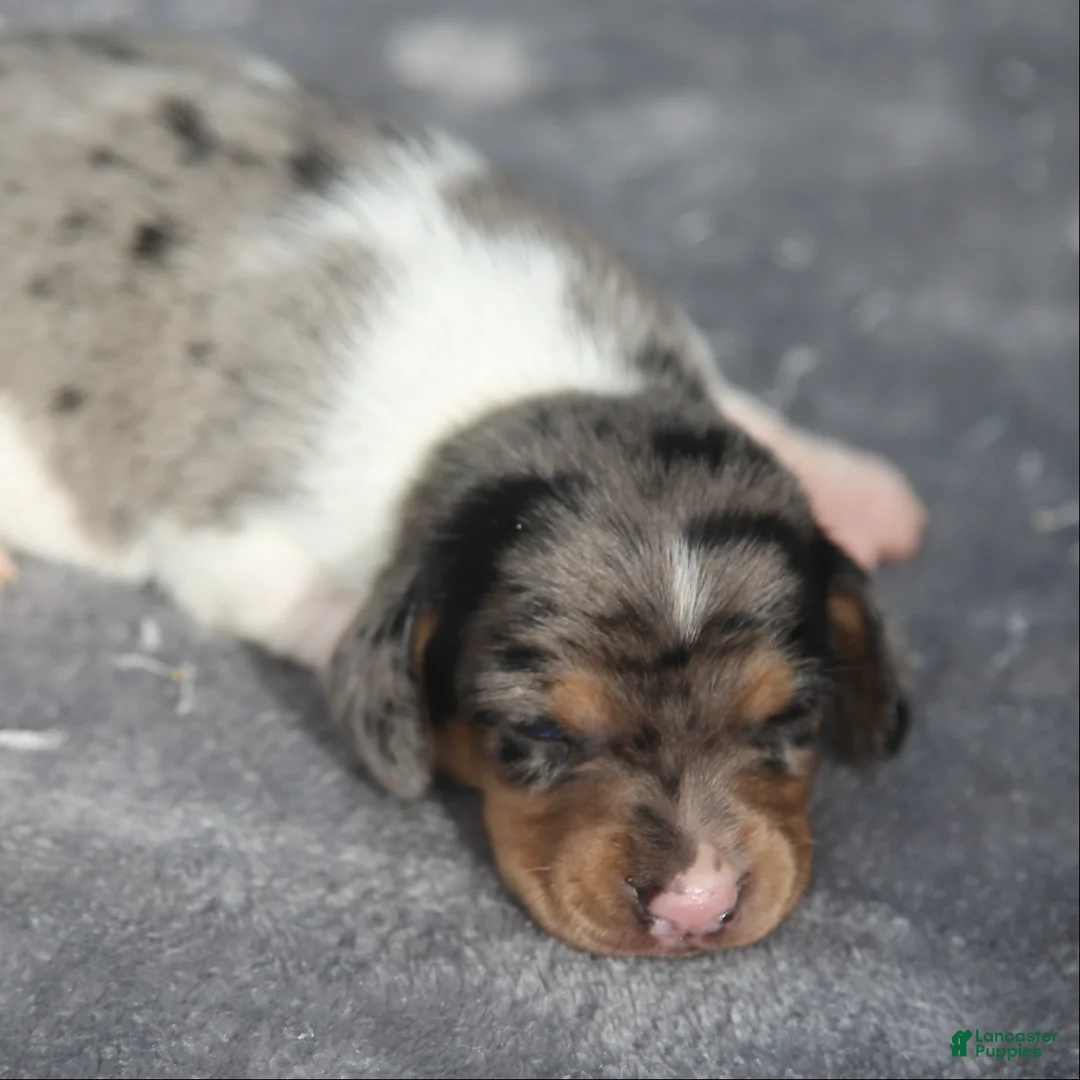 Dachshund dogs for sale: Black and Tan Dapple Piebald Male  - Ad 1