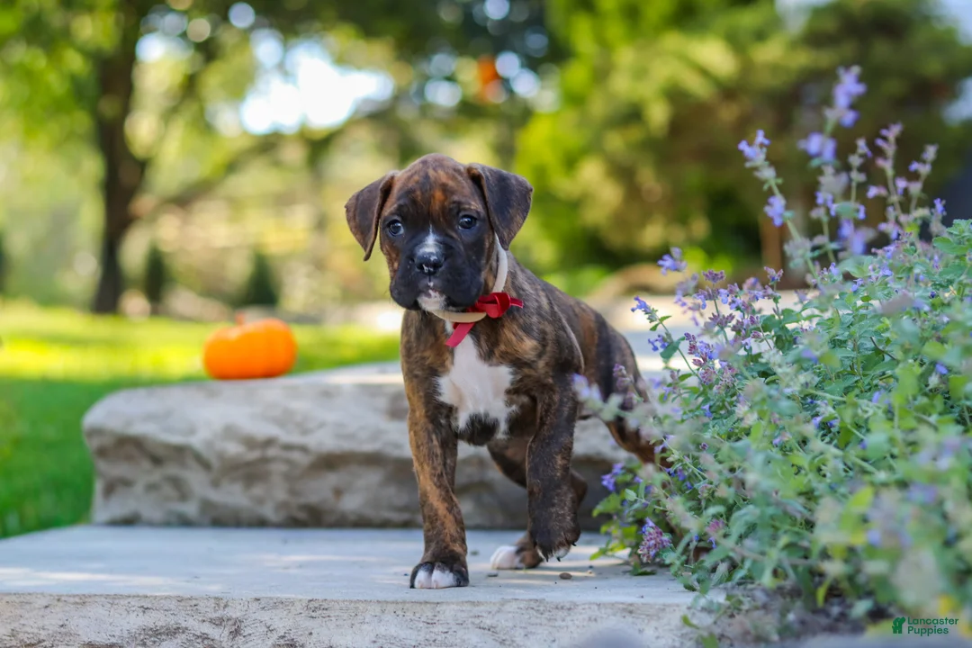 Boxer dogs for sale: Theo - Ad 2