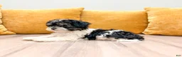 Havanese dogs for sale: Kate - Ad 4