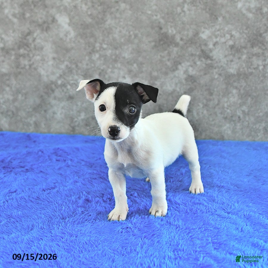 Jack Russell Terrier dogs Savannah - Ad 1