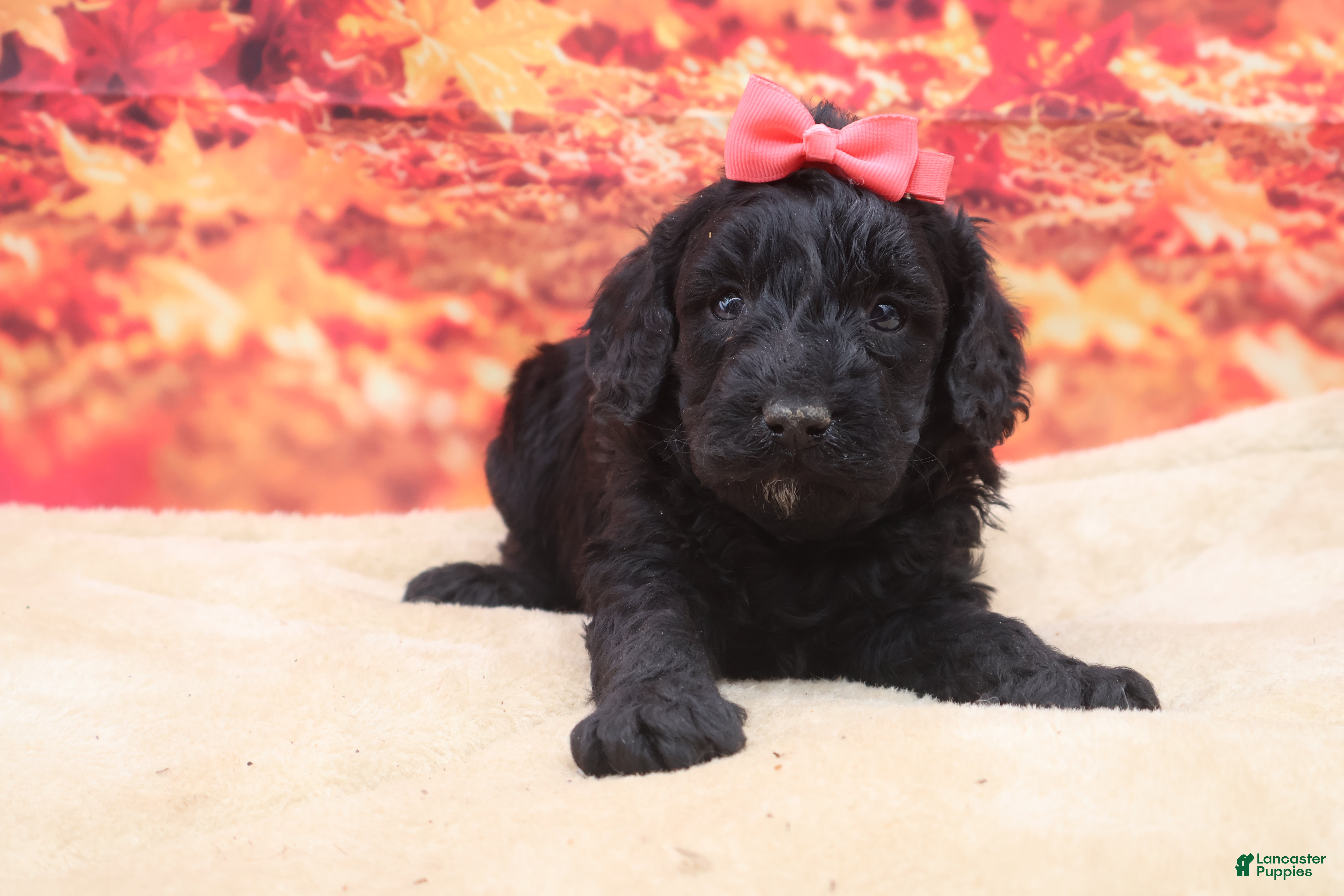Miniature Poodle dogs for sale: Beauty - Ad 29