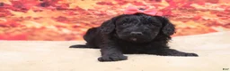 Miniature Poodle dogs for sale: Beauty - Ad 1