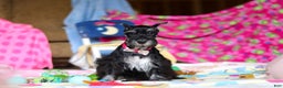 Miniature Schnauzer dogs for sale: Piper - Ad 2