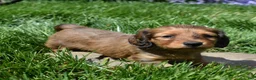 Miniature Dachshund dogs for sale: Copper - Ad 6