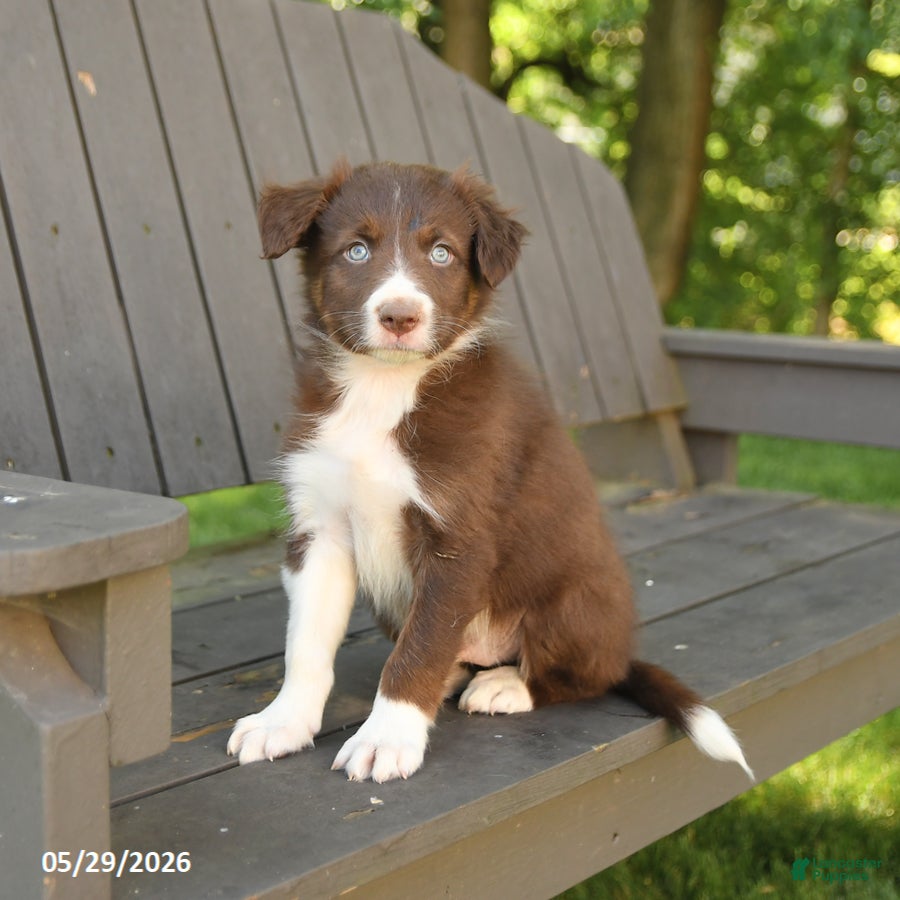 Border Collie dogs Maverick - Ad 2