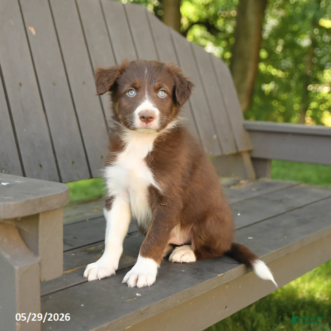 Border Collie dogs for sale: Maverick - Ad 2