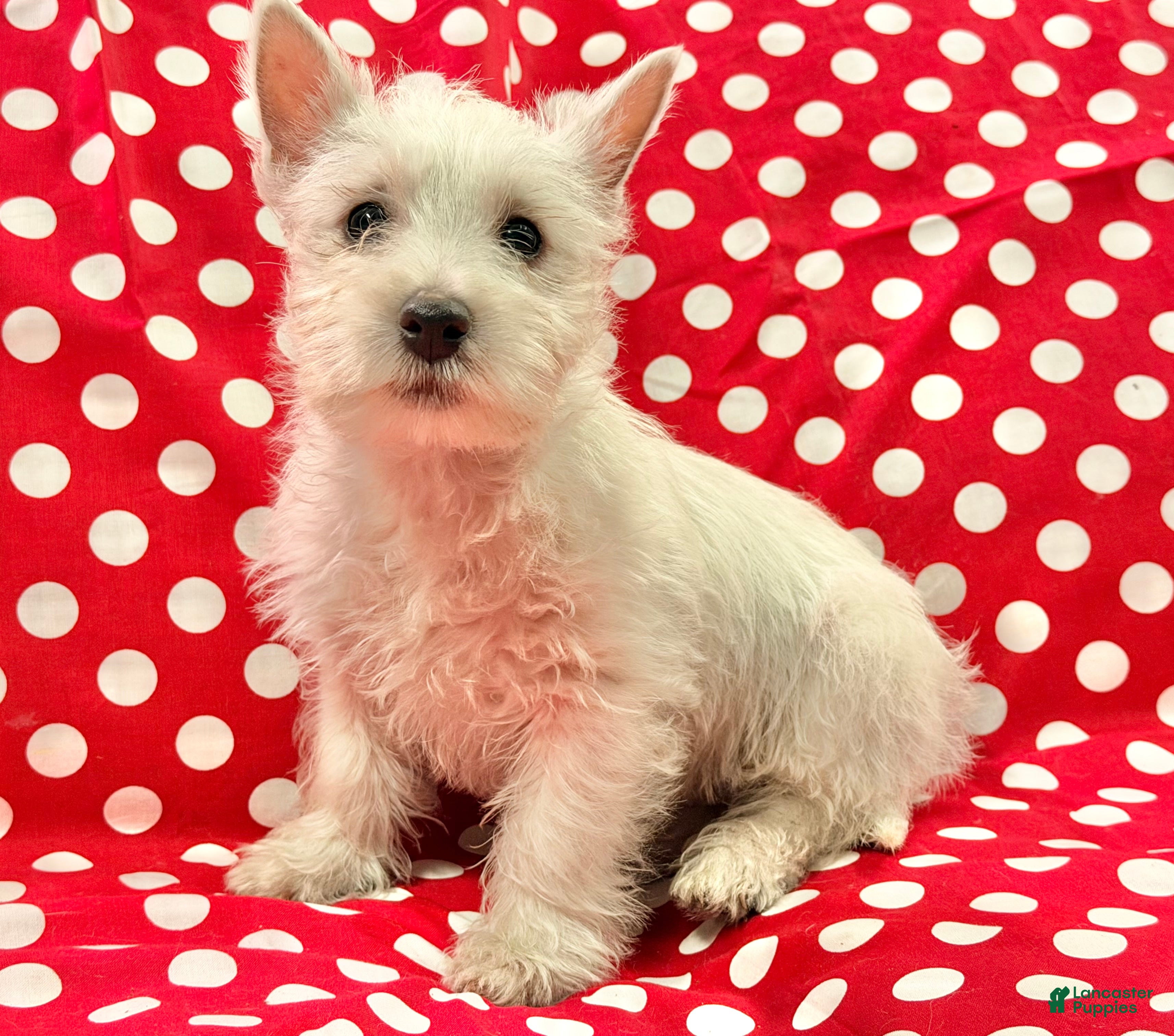 West Highland Terrier dogs Abby - Ad 1