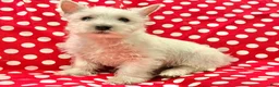 West Highland Terrier dogs for sale: Abby - Ad 1