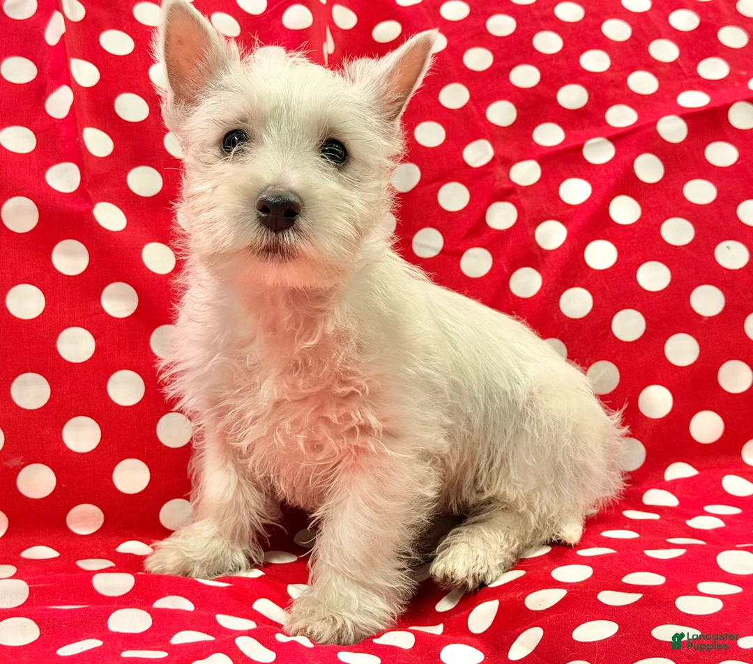 West Highland Terrier dogs for sale: Abby - Ad 1
