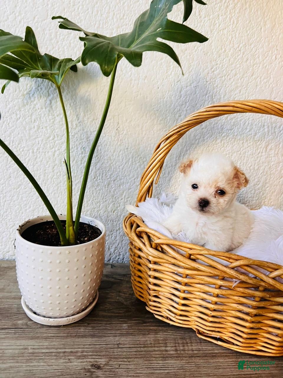 Maltipoo dogs Baby - Ad 2