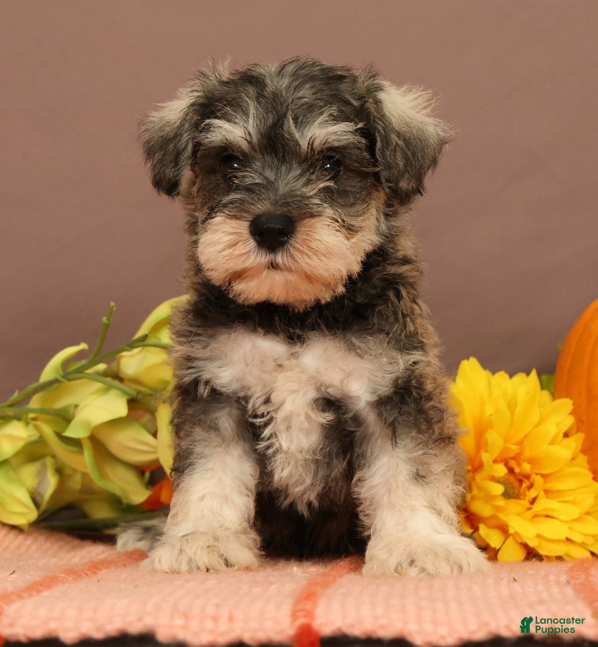 Miniature Schnauzer dogs Nash - Ad 2