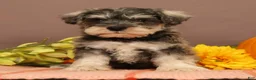 Miniature Schnauzer dogs for sale: Nash - Ad 2