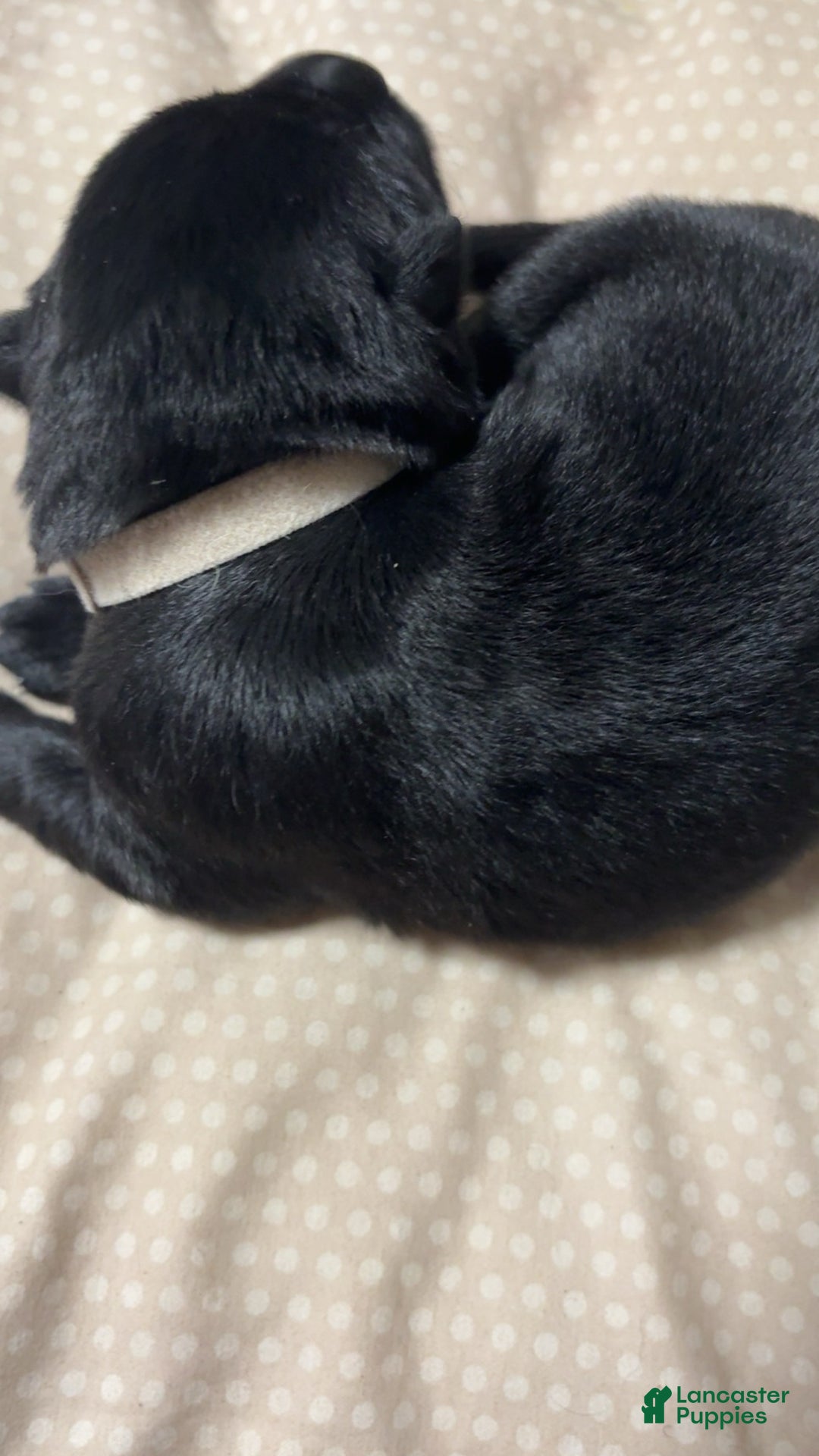 German Shepherd dogs for sale: Shadow  - Ad 3