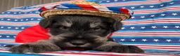 Miniature Schnauzer dogs for sale: Kayla Miniature Schnauzer  - Ad 4