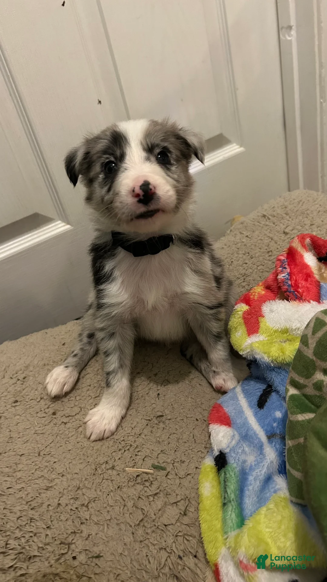 Border Collie dogs for sale: Guy Penrod - Ad 1