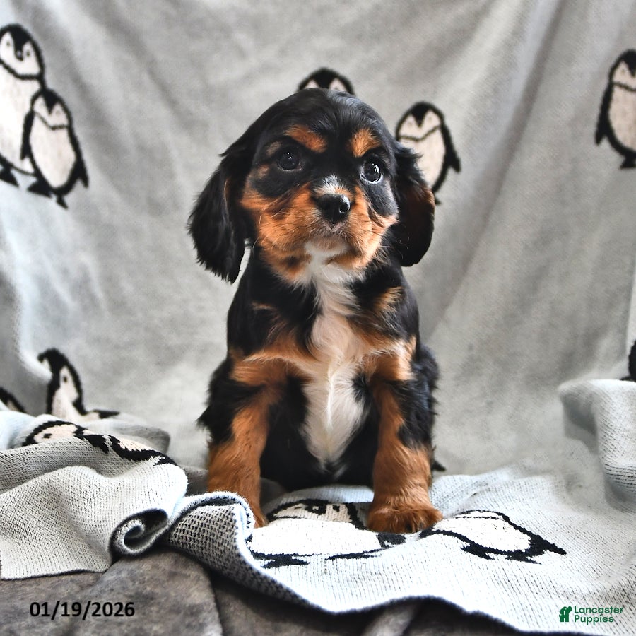 Cavalier King Charles Spaniel dogs Ralphie - Ad 22