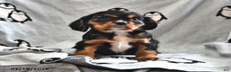 Cavalier King Charles Spaniel dogs for sale: Ralphie - Ad 1