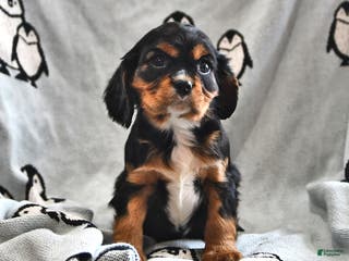 Cavalier King Charles Spaniel dogs Ralphie - Ad 42