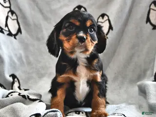 Cavalier King Charles Spaniel dogs Ralphie - Ad 7