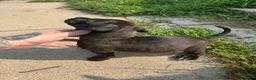 American Bully dogs for sale: Queen  - Ad 2