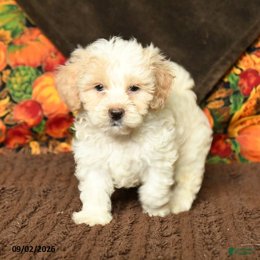 Maltipoo dogs Benny - Ad 1