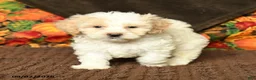 Maltipoo dogs for sale: Benny - Ad 1