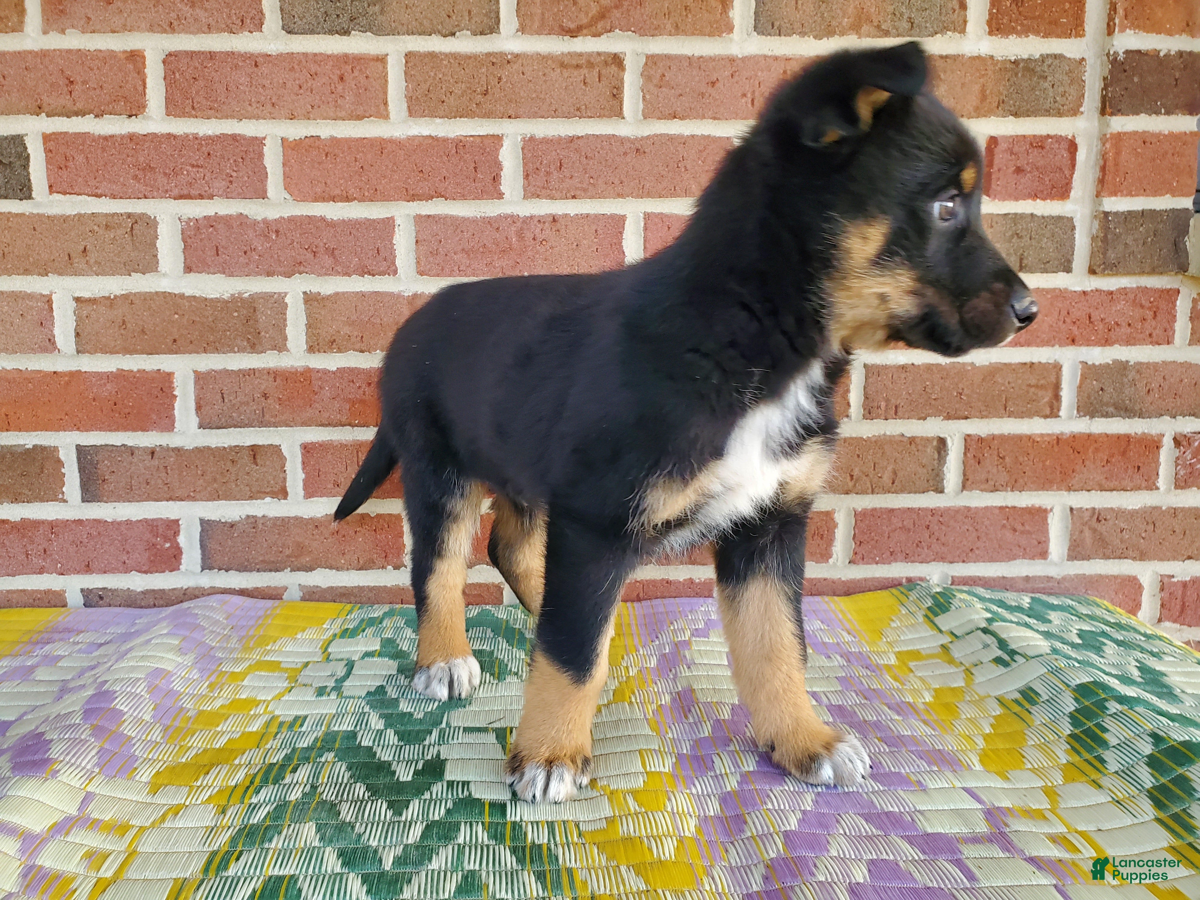 Mixed Breed dogs Milo - Ad 1