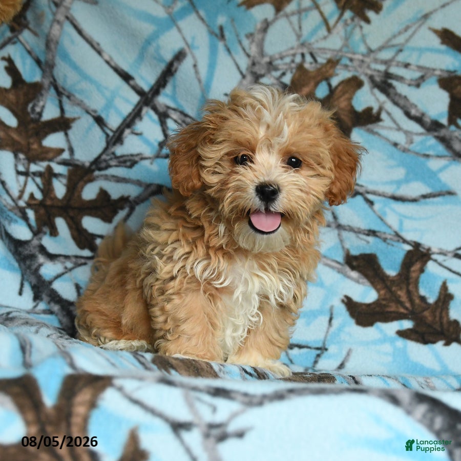 Mixed Breed dogs Udo - Ad 1