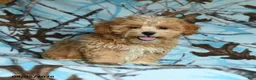 Mixed Breed dogs for sale: Udo - Ad 1