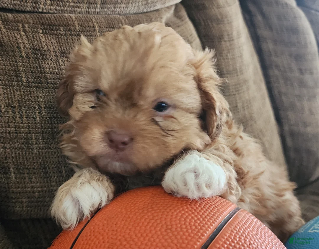 Shihpoo dogs for sale: HADES - Ad 2