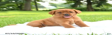Indi 