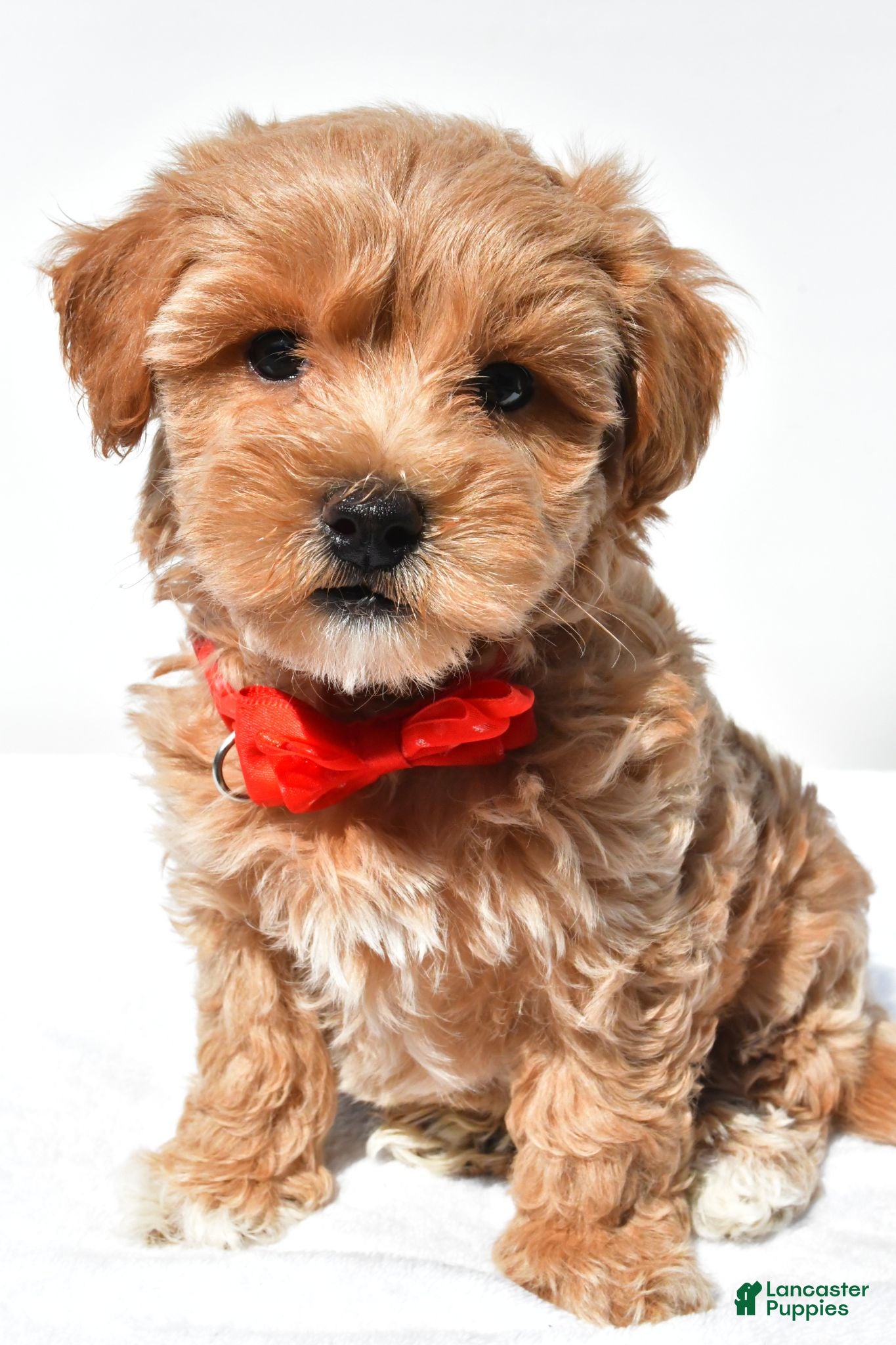 Maltipoo dogs Graham - Ad 2