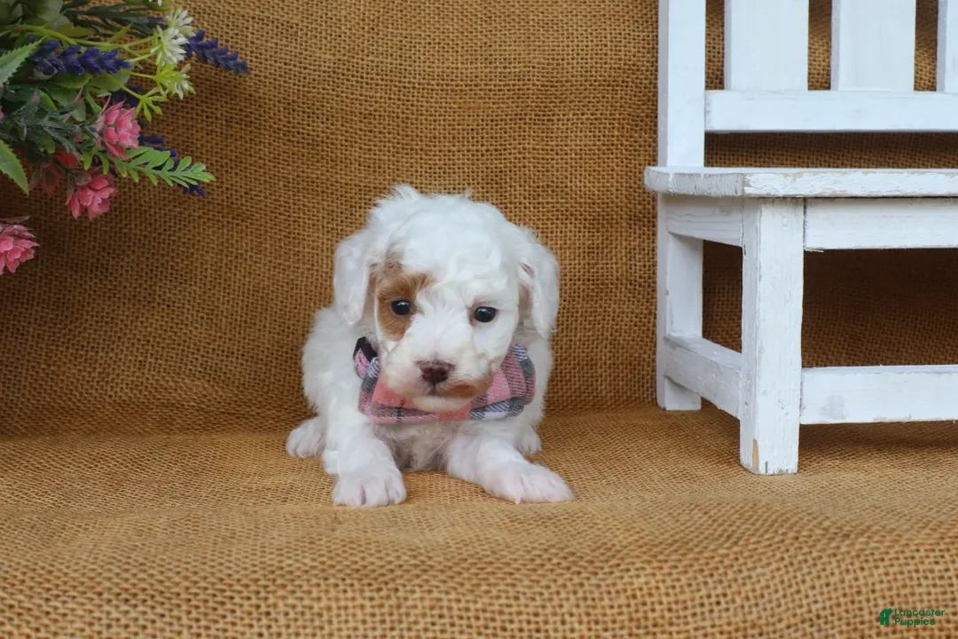 Miniature Poodle dogs for sale: Owen - Ad 2