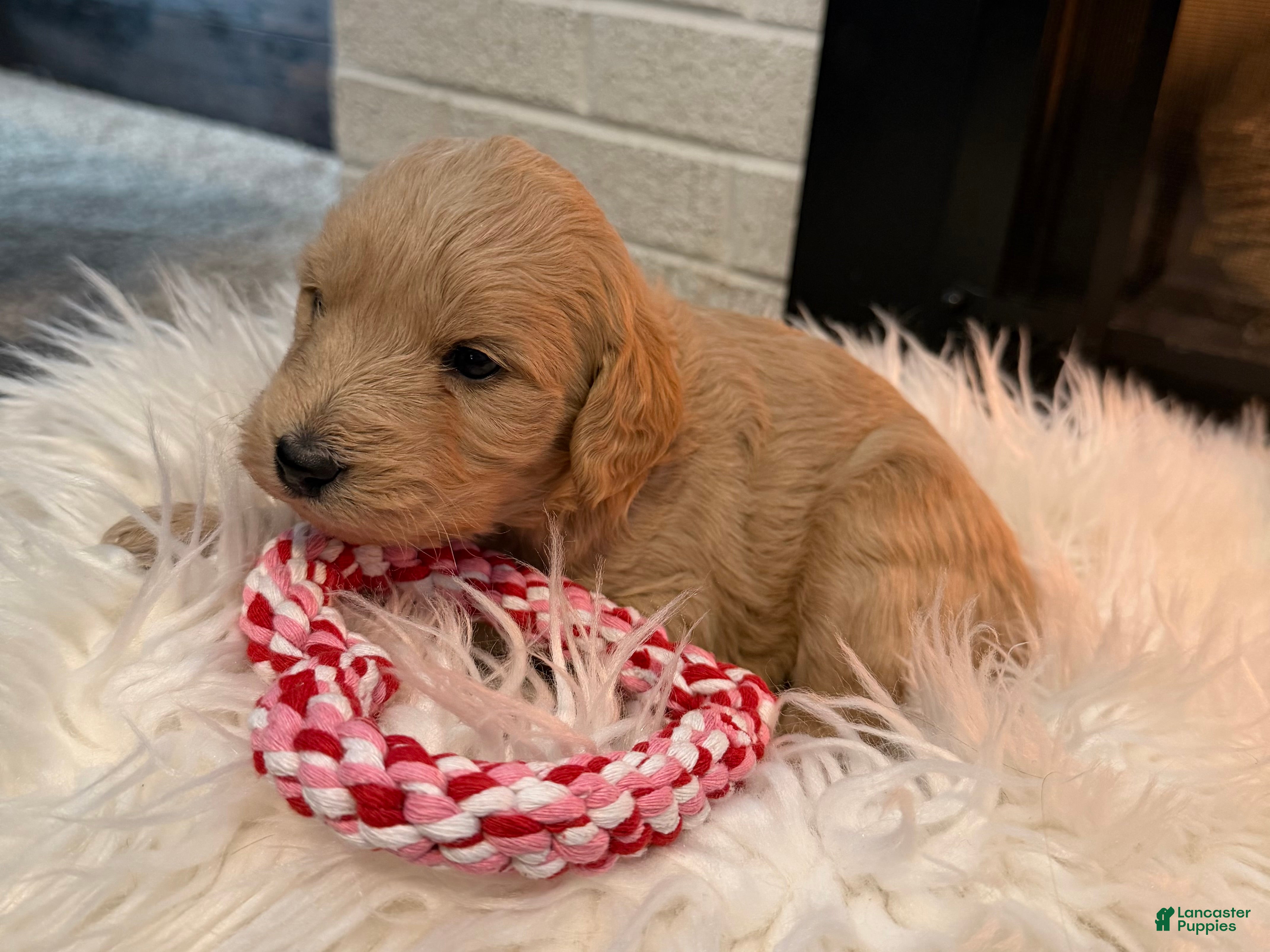 Mini Goldendoodle dogs Berry - Ad 30