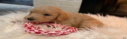 Mini Goldendoodle dogs for sale: Berry - Ad 1